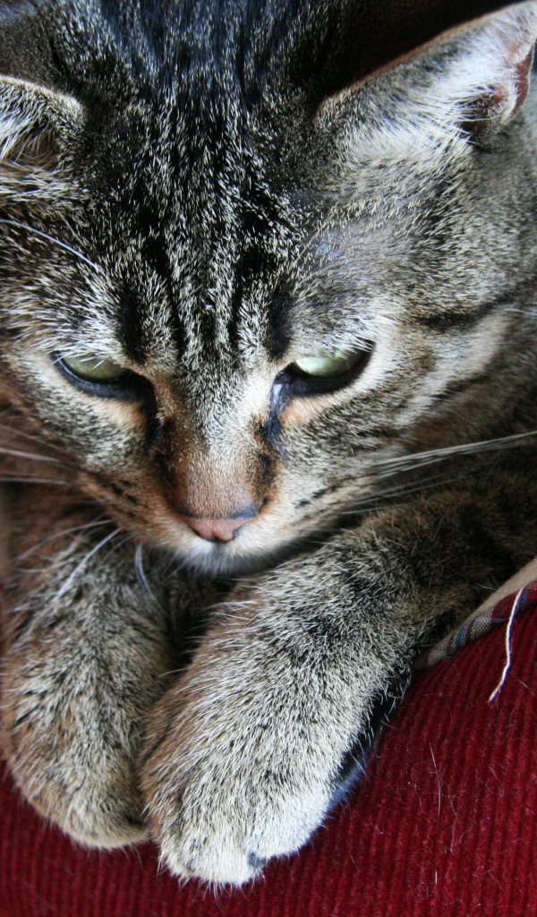 Пиксибоб свесил лапки