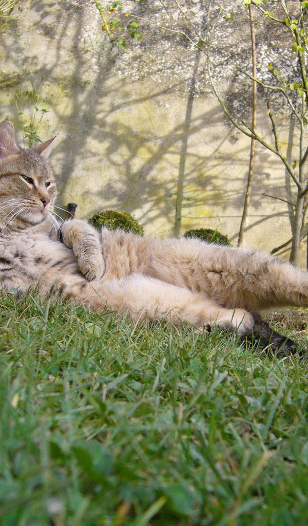 Пиксибоб гуляет на улице