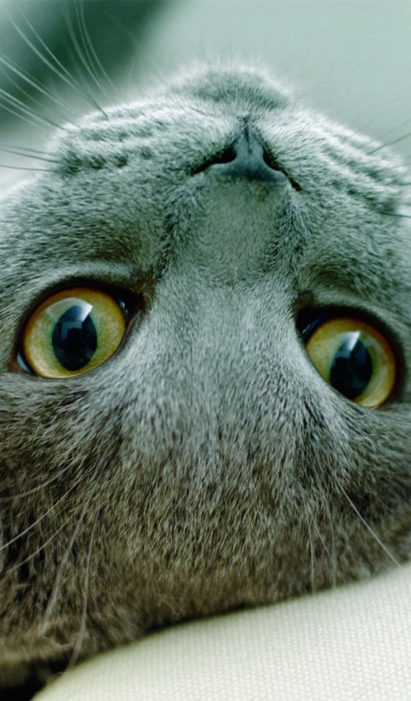 Игривая русская голубая кошка