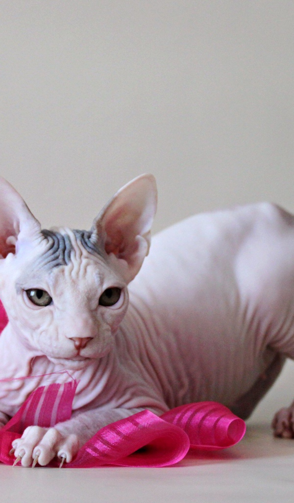 Игривый кот петерболд