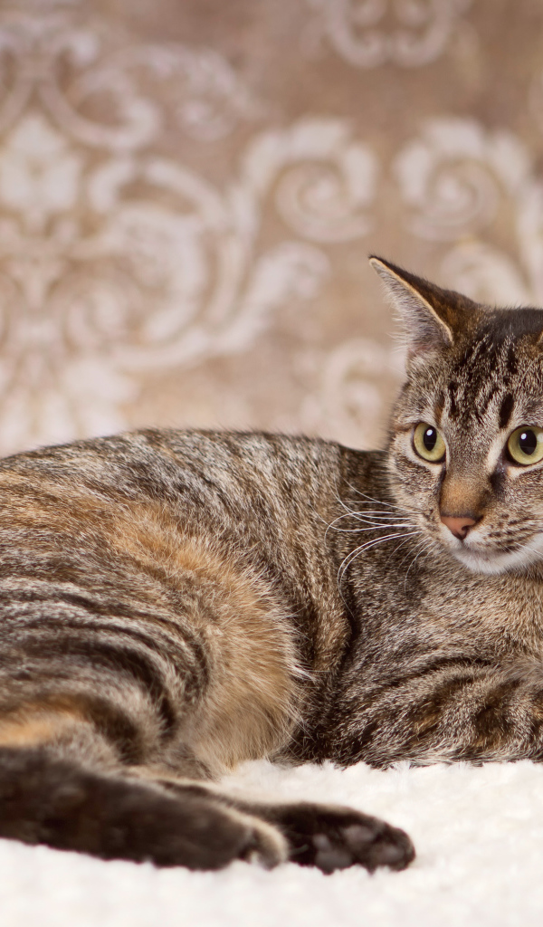 Игривая кошка на ковре