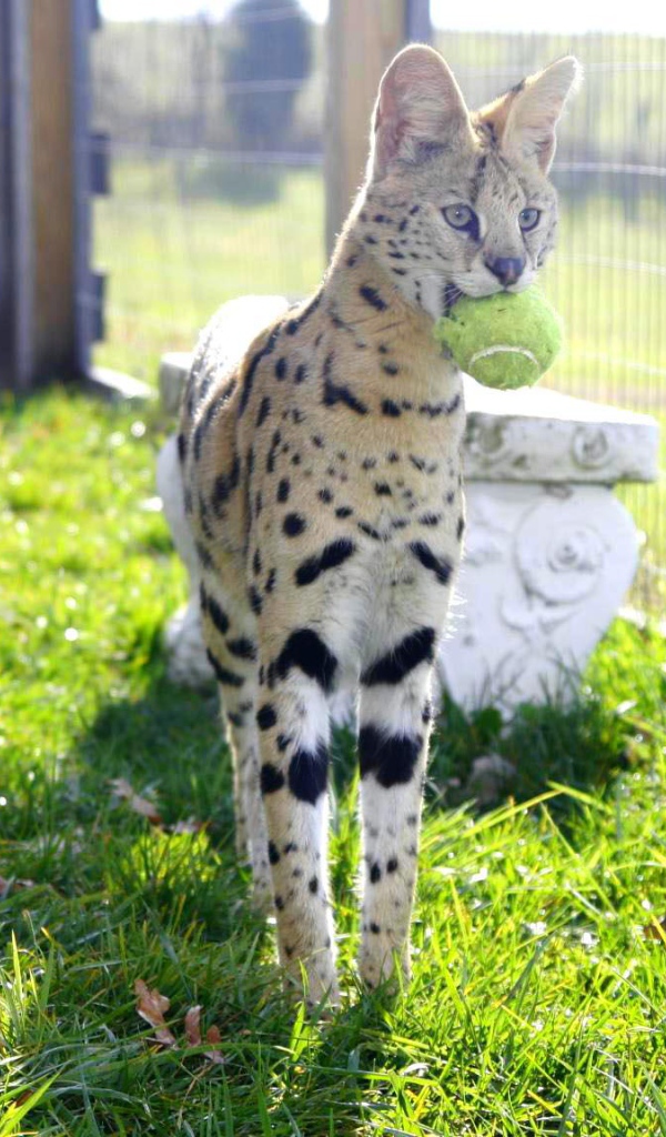 Игривая кошка саванна