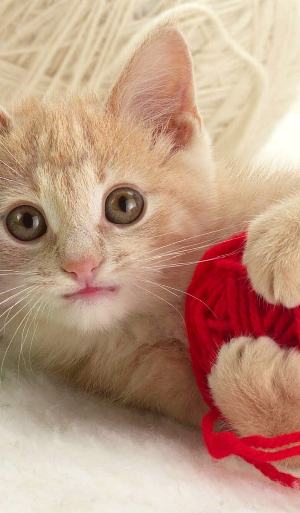 Игривый котенок