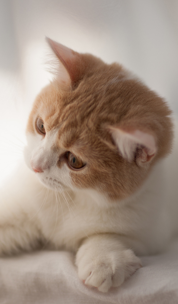 Игривый котенок