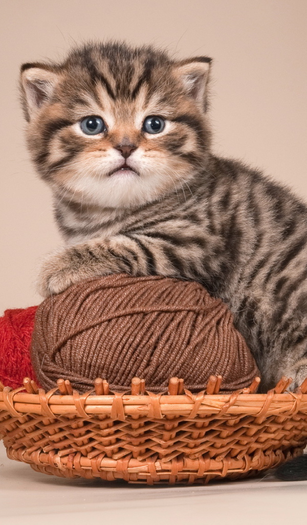 Игривый котенок британской короткошерстной кошки