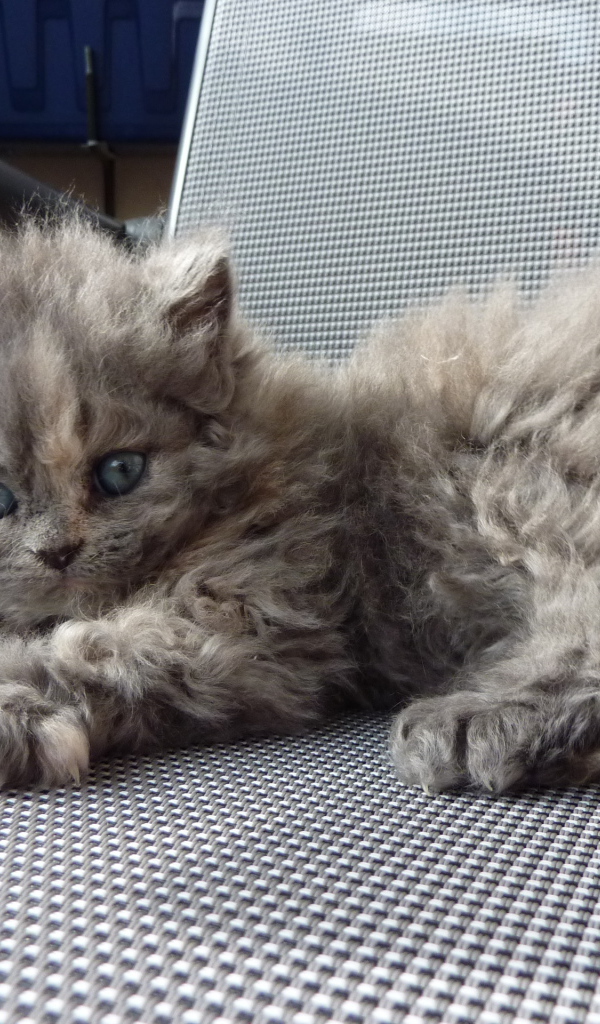 Игривый котенок селкирк рекс