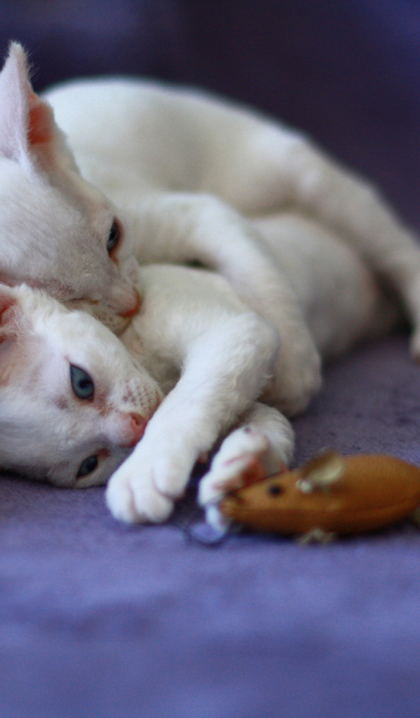 Игривые котята девон-рекс
