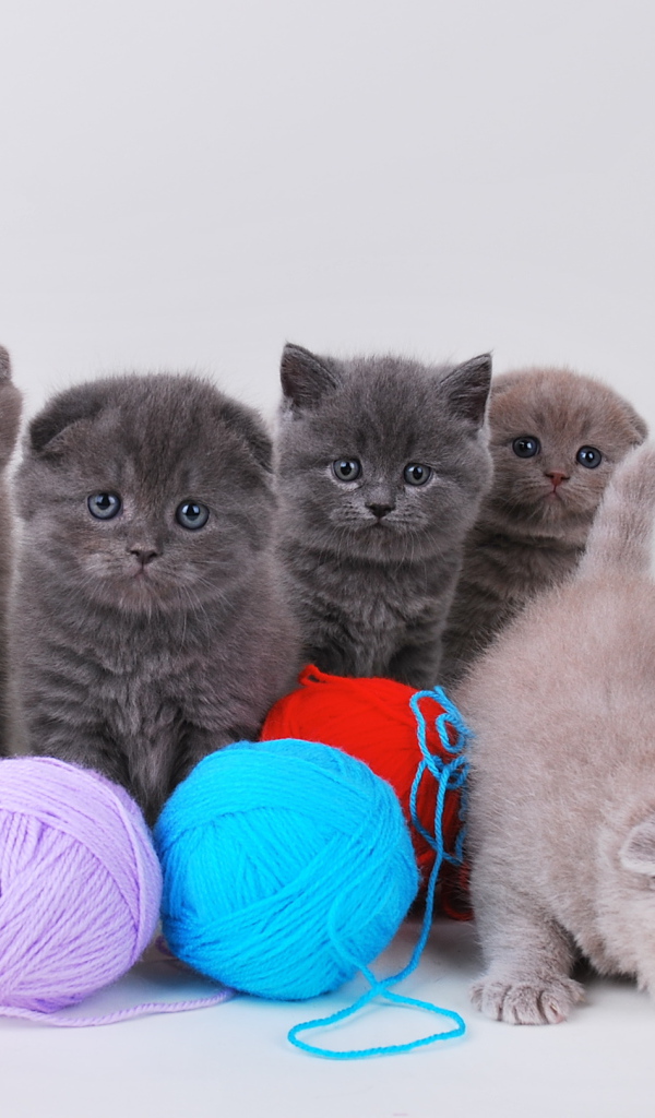 Игривые котята шотландской кошки