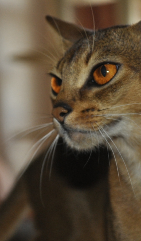 Гордая абиссинская кошка