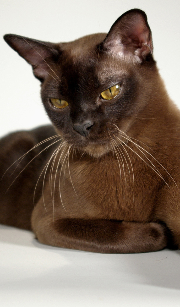 Гордая бурманская кошка