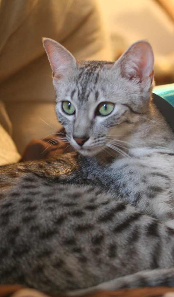 Гордая египетская мау