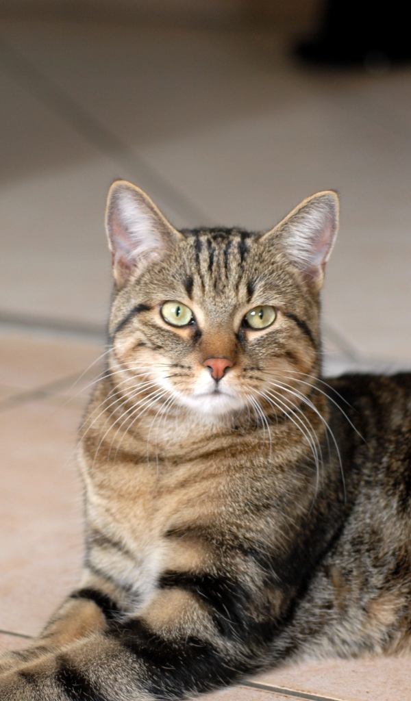 Гордая европейская короткошерстная кошка