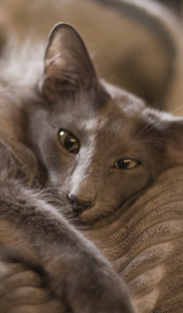 Гордая ориентальная длинношерстная кошка