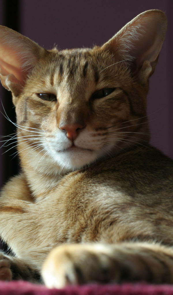 Гордая ориентальная короткошерстная кошка