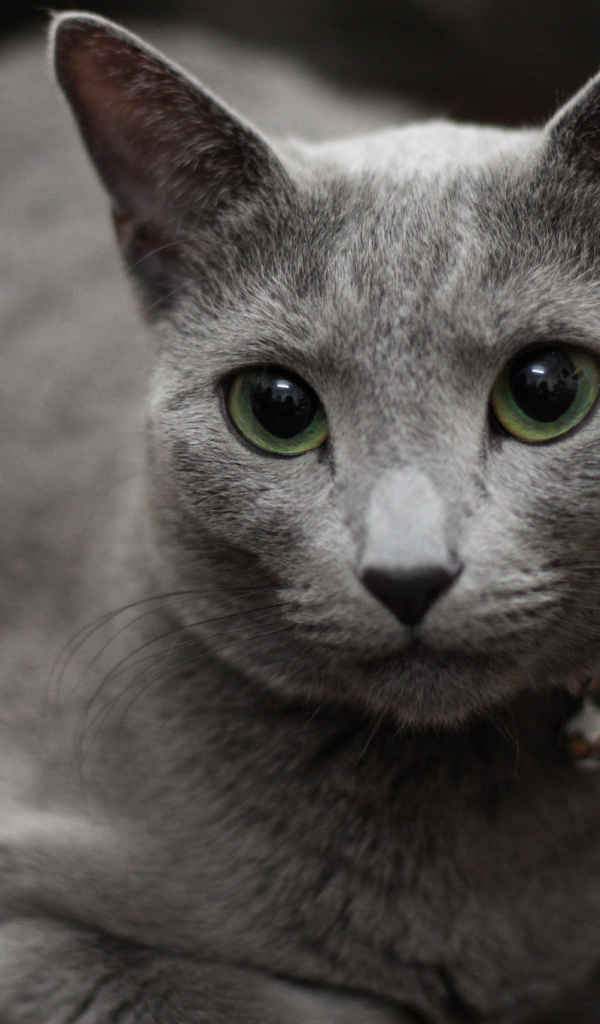 Гордая русская голубая кошка