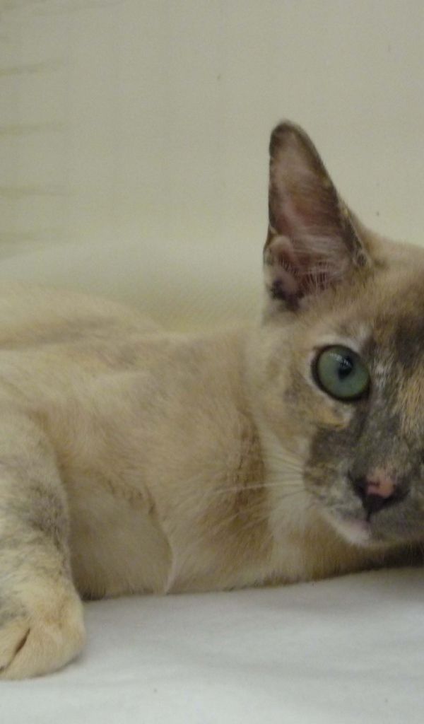 Гордая тонкинская кошка