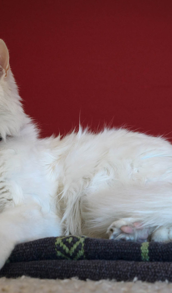 Гордый кот турецкая ангора