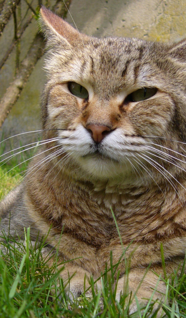 Гордый кот пиксибоб