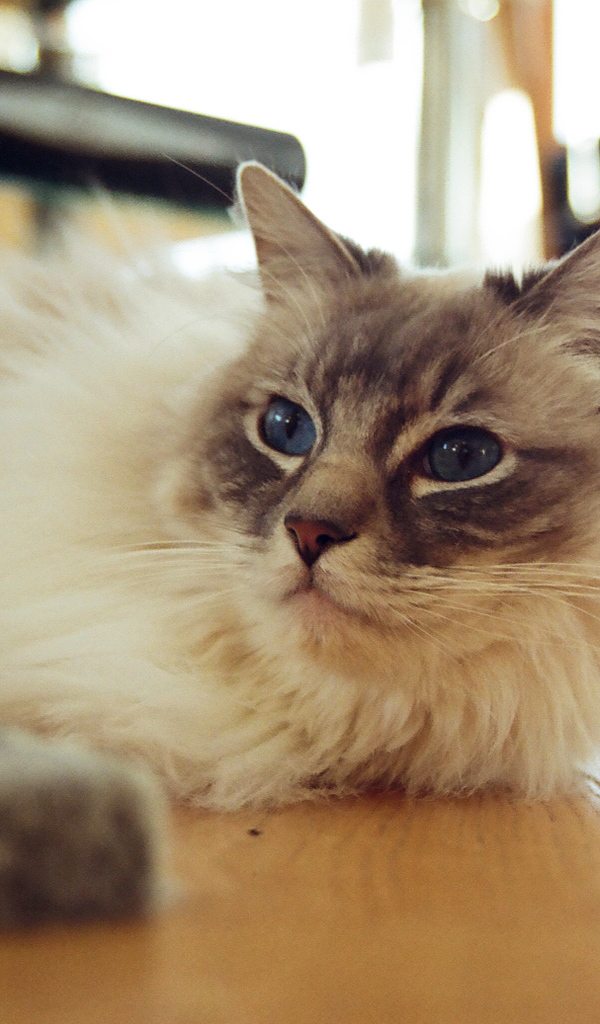 Гордая кошка рэгдолл