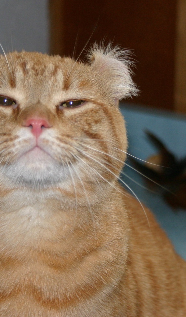 Гордый рыжий американский керл