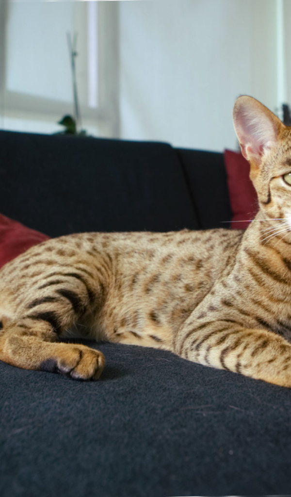 Гордая кошка саванна