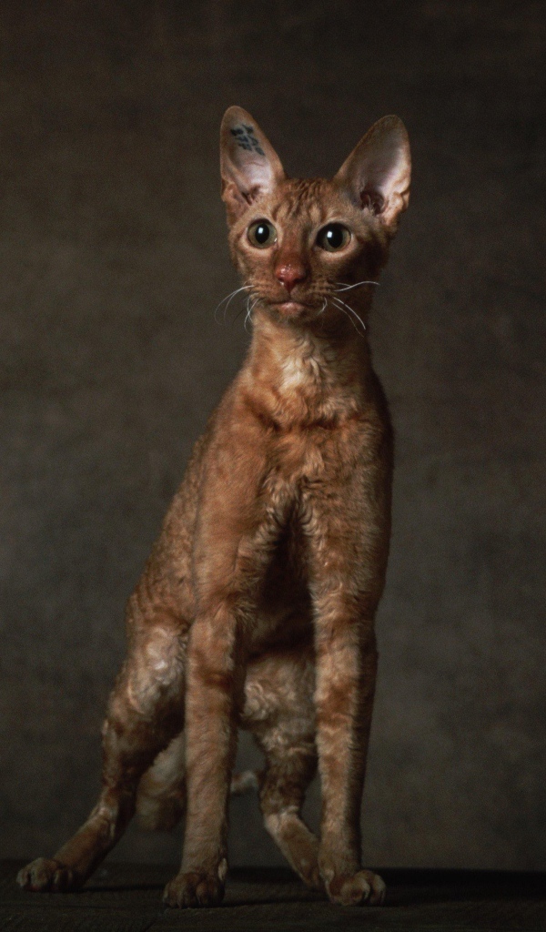 Породистый корниш рекс