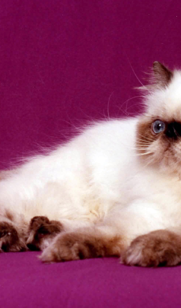 Породистая гималайская кошка