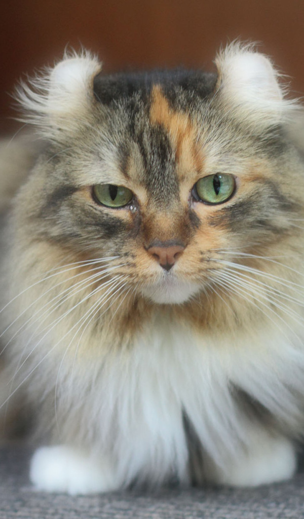 Породистый кот американский керл