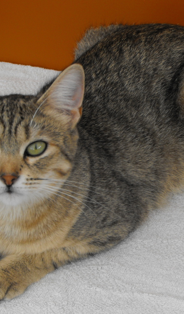 Породистый кот пиксибоб