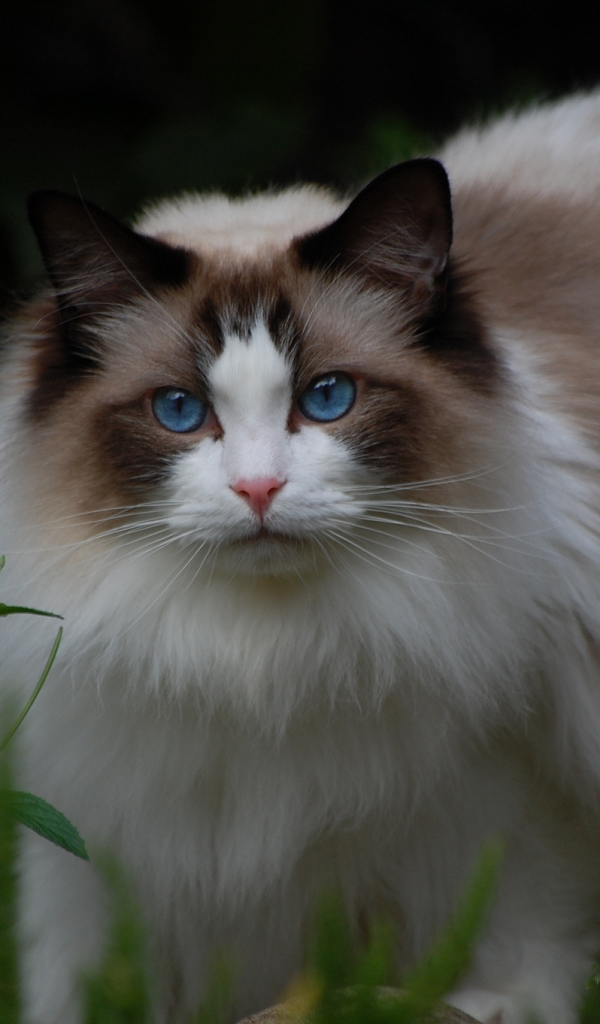 Кошка рэгдолл на природе