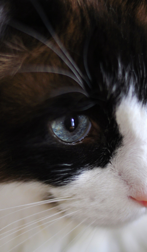 Мордочка кота рэгдолл