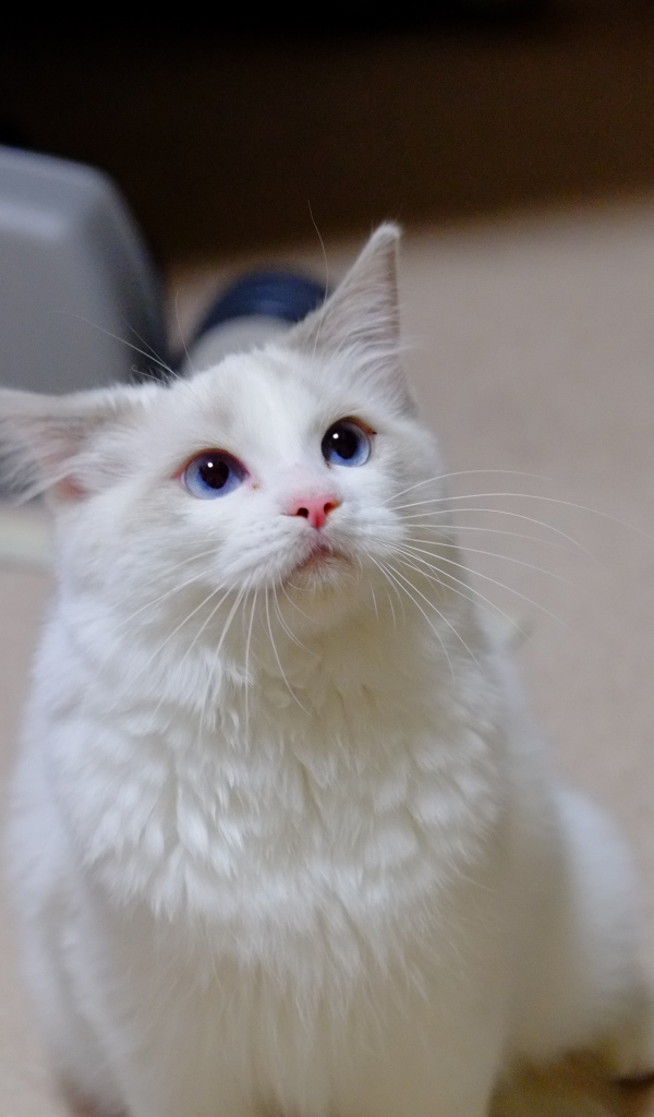 Рэгдолл смотрит вверх