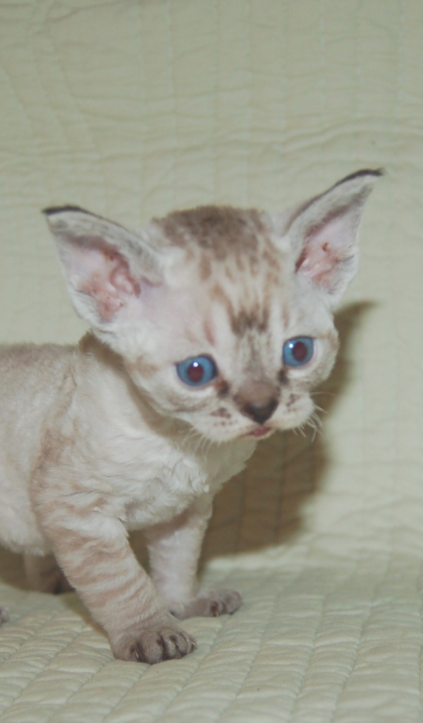 Красноглазый котенок девон-рекс