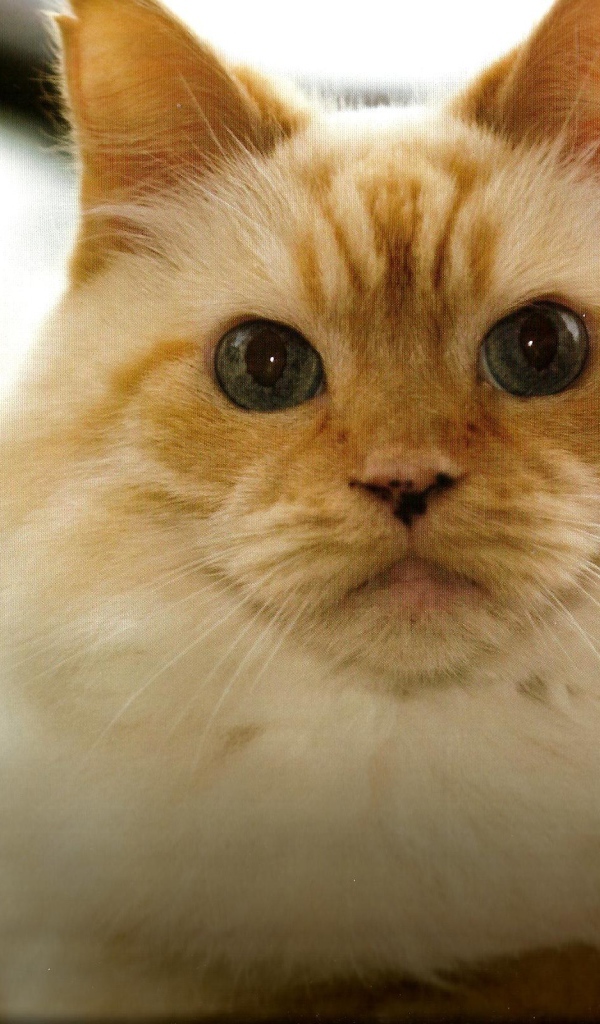 Рыжая гималайская кошка