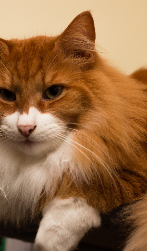 Рыжая норвежская лесная кошка