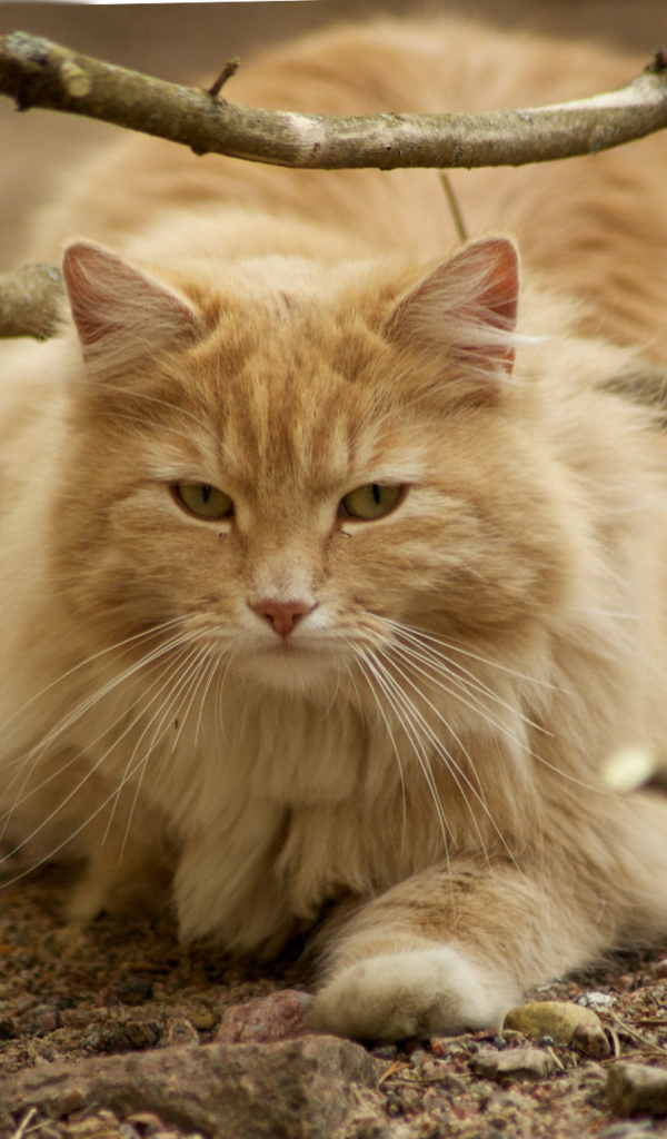 Рыжая норвежская лесная кошка на природе