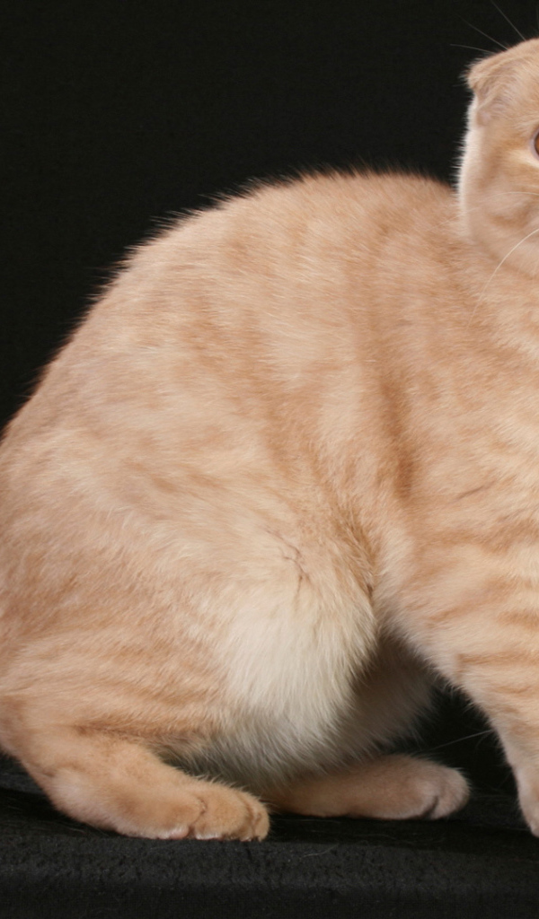 Рыжая шотландская кошка