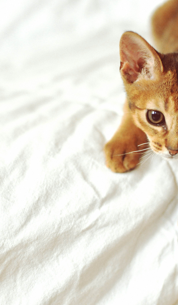 Рыжий абиссинский котенок
