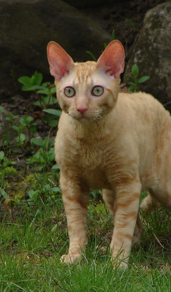 Рыжий кот корниш рекс на траве