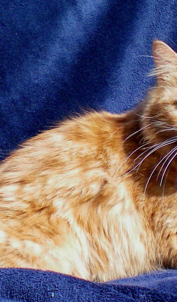 Рыжий кот кимрик