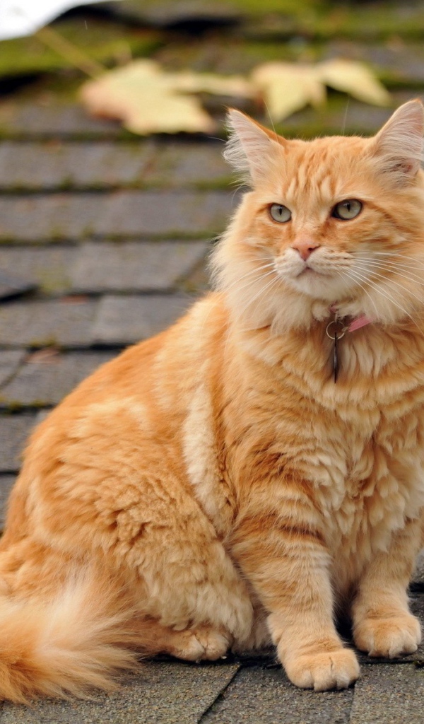 Рыжий кот сидит на крыше