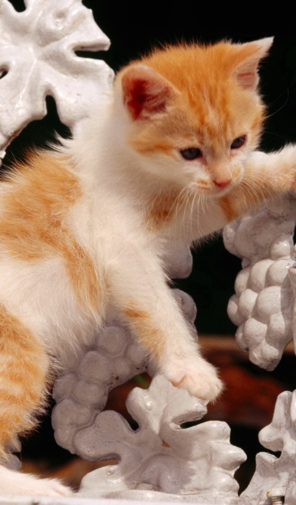 Рыжий котенок на белой скамейке