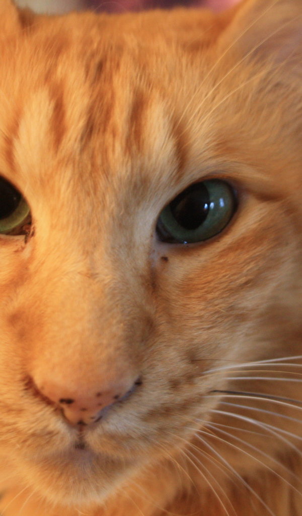 Рыжий ориентальный длинношерстный кот