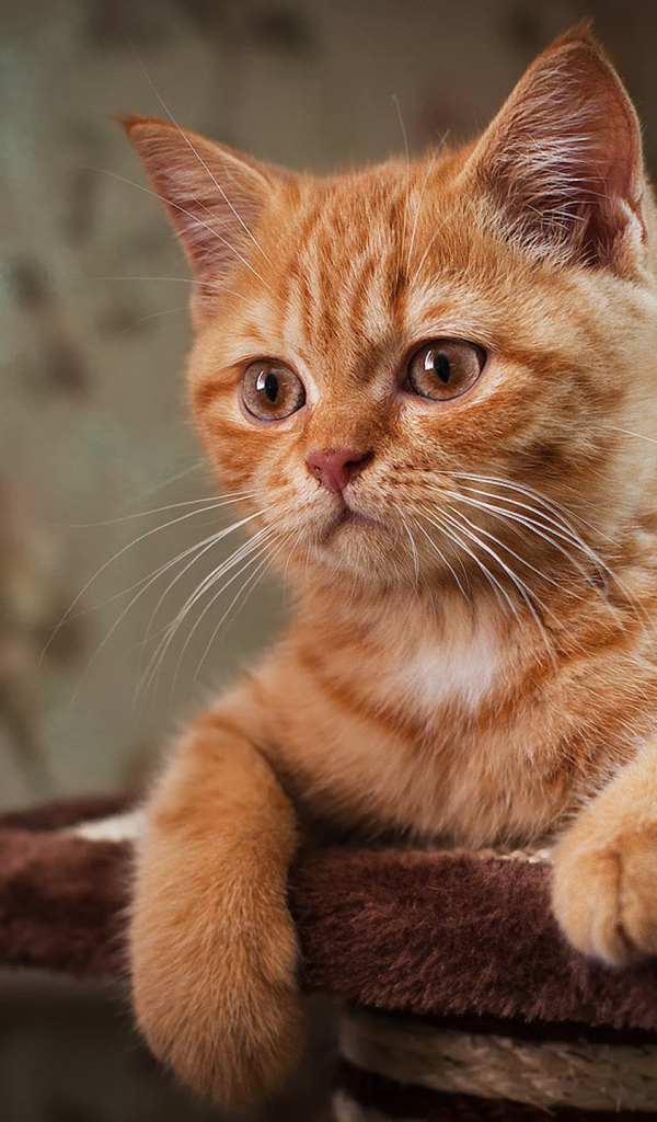 Рыжий усатый кот