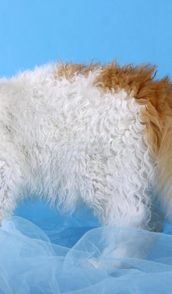 Бело рыжий селкирк рекс