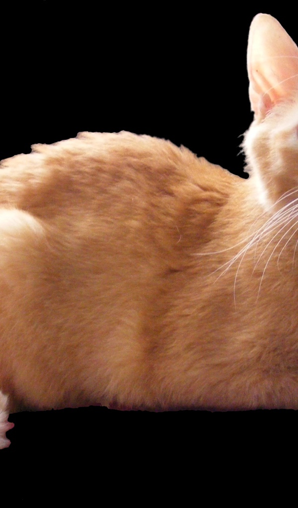 Рыжий немецкий рекс