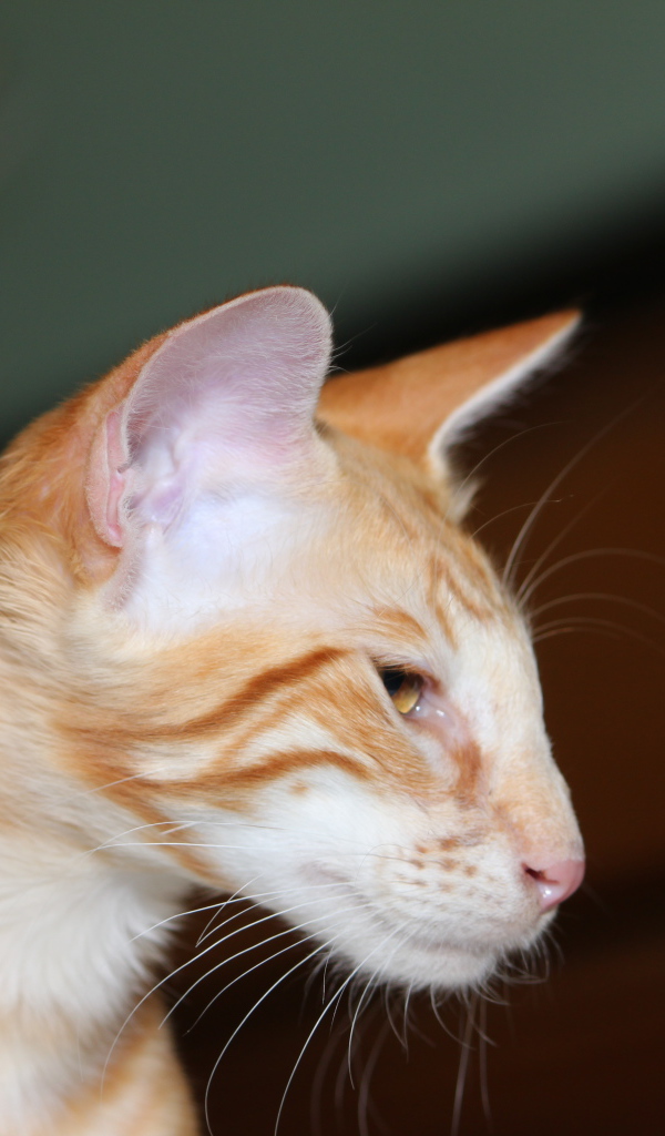 Рыжая мордочка ориентальной длинношерстной кошки