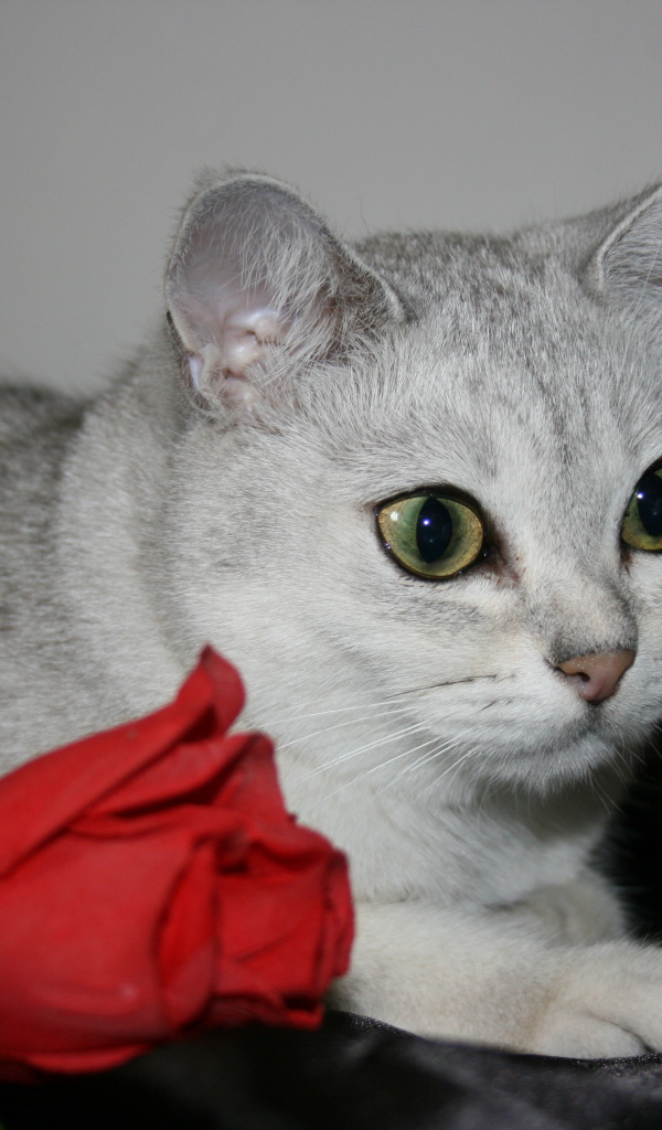 Роза и бурмилла