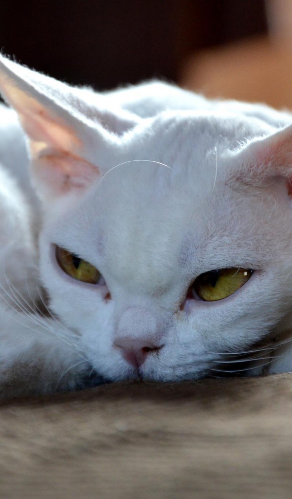 Грустный девон-рекс