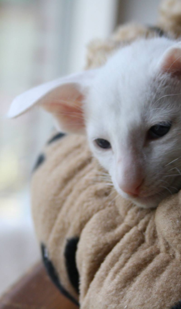 Грустный форин вайт